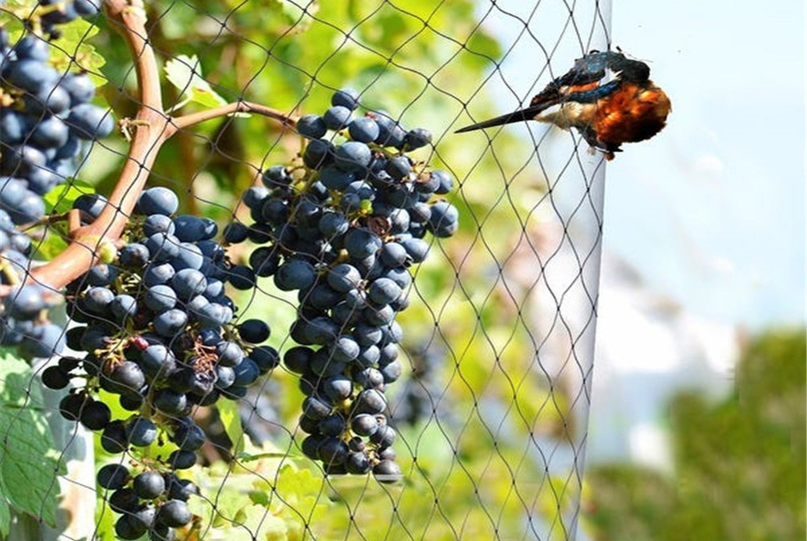  Hi Tech Bird Netting in Aurangabad
