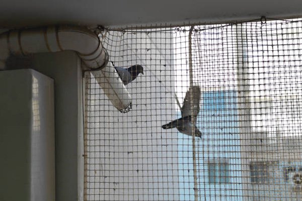  Hi Tech Bird Netting in Aurangabad