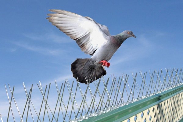  Hi Tech Bird Netting in Aurangabad