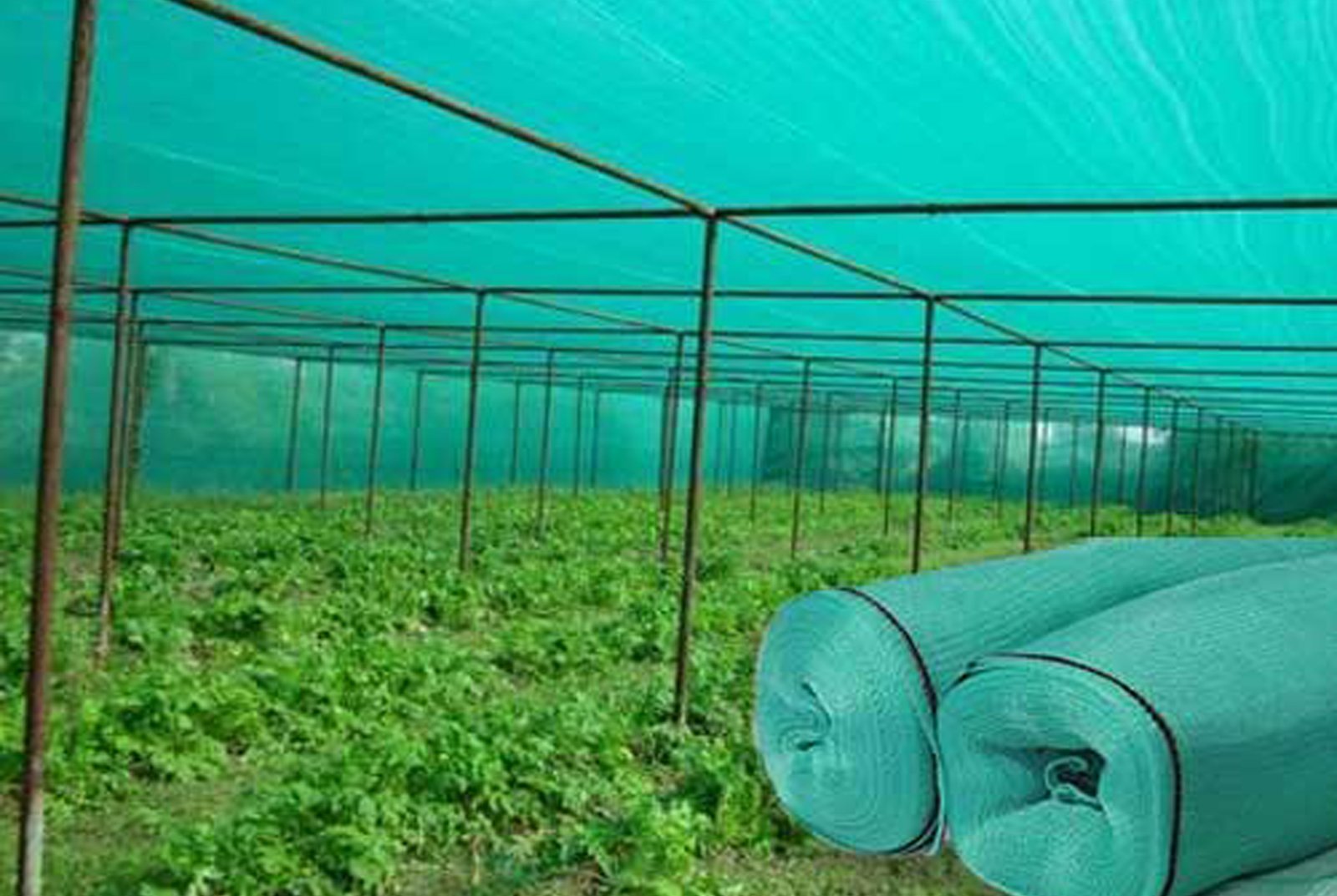 Hi Tech Bird Netting in Aurangabad