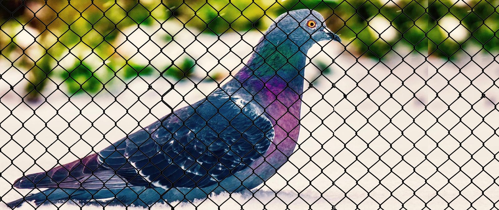 Hi Tech Bird Netting in Aurangabad
