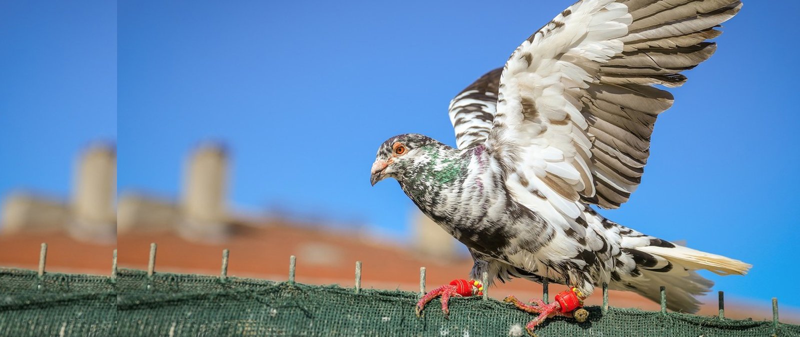 Hi Tech Bird Netting in Aurangabad